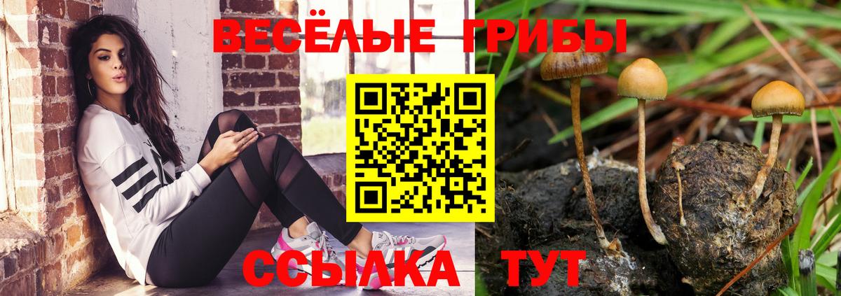 Волоколамск  Псилоцибиновые грибы Psilocybine cubensis  Вход с VPN 